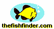 The Fish Finder 